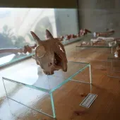Prehistòria