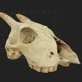 Model d'un crani en 3D
